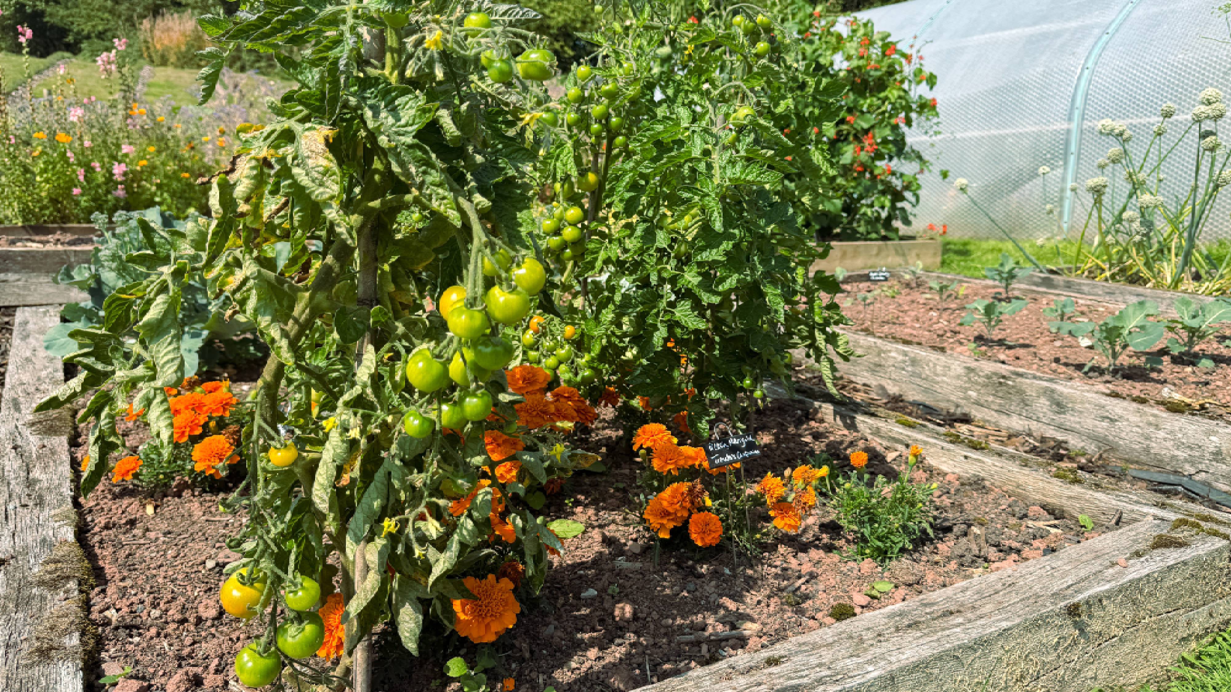Growing tomatoes in raised garden bed with marigolds 