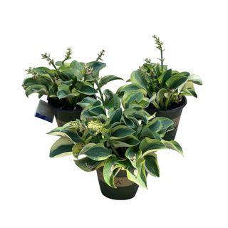 Three hosta plants in black pots