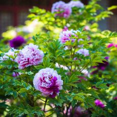 Purple and white peony flowers