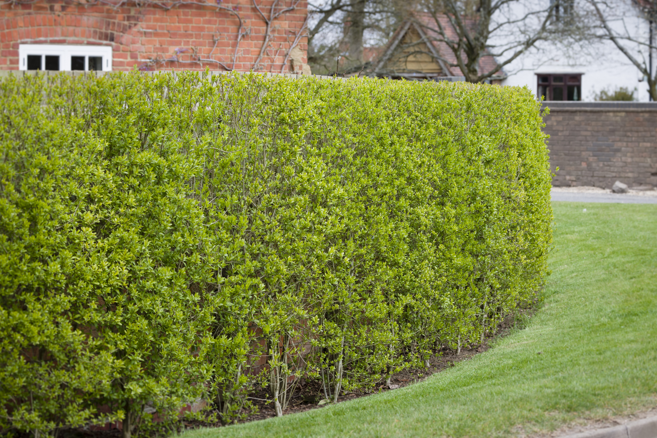 Alan Titchmarsh I Won t Hear A Bad Word About Privet Hedges But They 