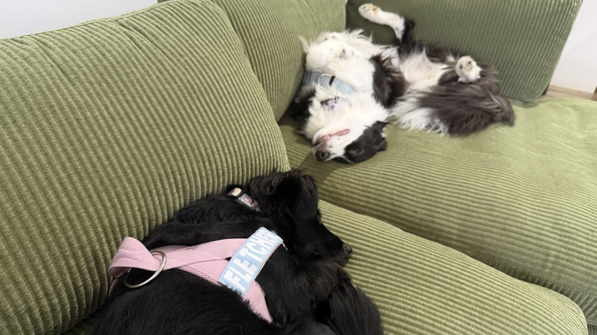 Dogs on Cozey Ciello couch in lifestyle settings