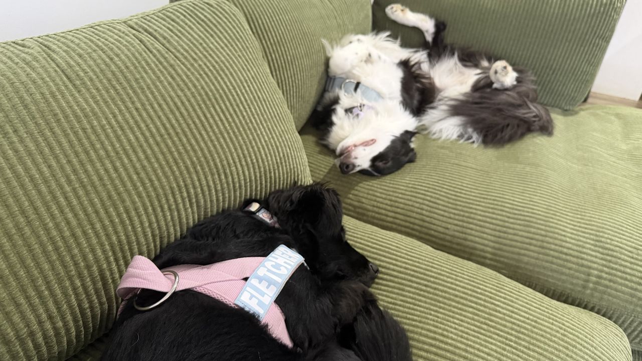 Dogs on Cozey Ciello couch in lifestyle settings