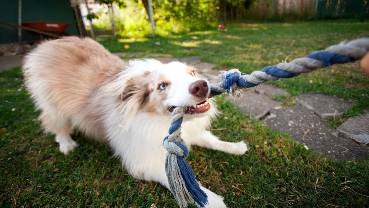 Playful Aussie Shepard puppy tugs on rope with it&#039;s master