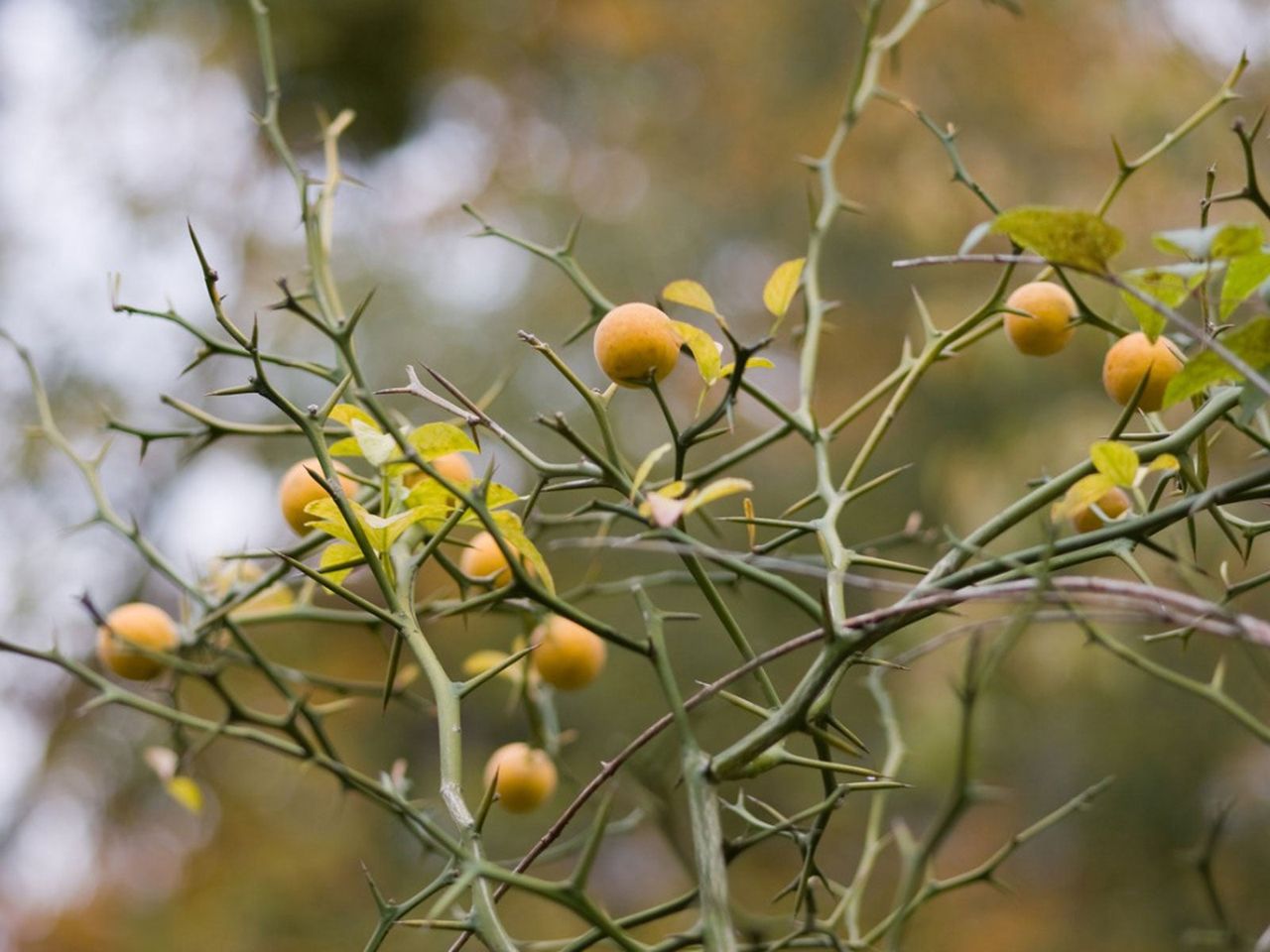 Thorny Citrus Plant