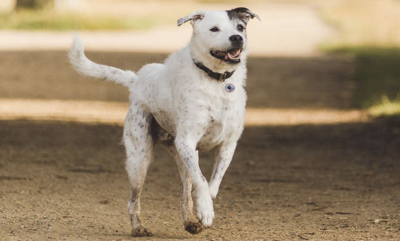 Staffy x lurcher mongrel