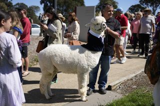 A man holding on to an alpaca wearing a crown and tuxedo shirt