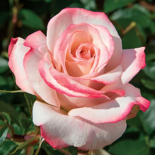 Pinkerbelle&amp;trade; Hybrid Tea Rose
