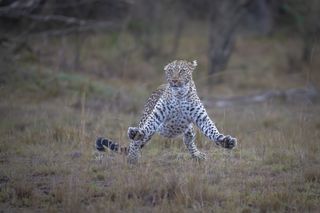 Comedy Wildlife Photography Awards 2023