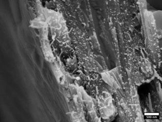 A scanning electron microscope image showing fragments of wood