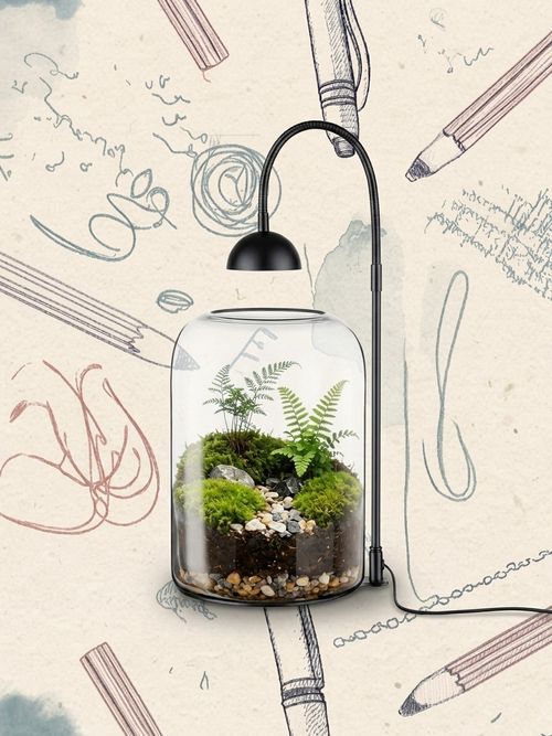 Glass Plant Terrarium
