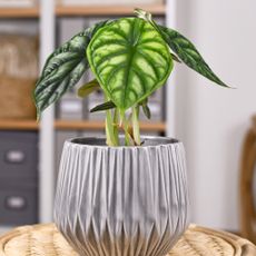 Tropical (Alocasia) Baginda Dragon Scale houseplant in flower pot on table in boho style living room 