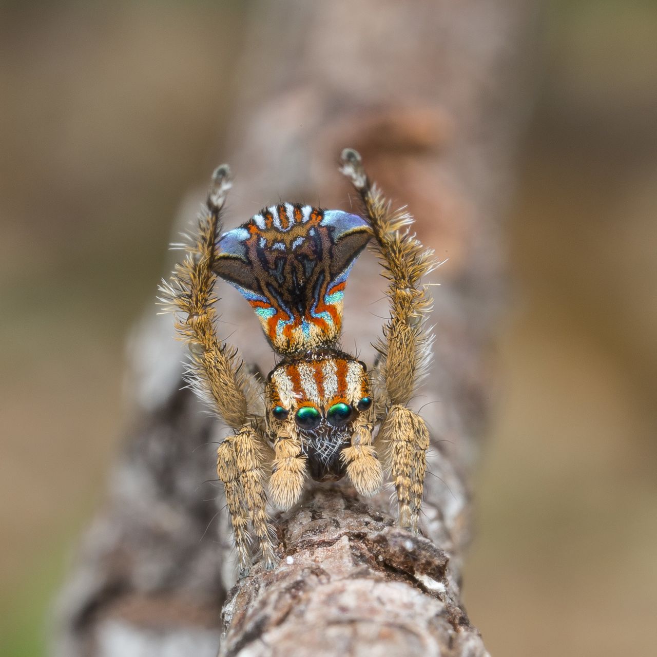 Maratus unicup