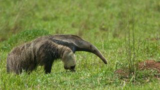 Most unusual pets - Anteater