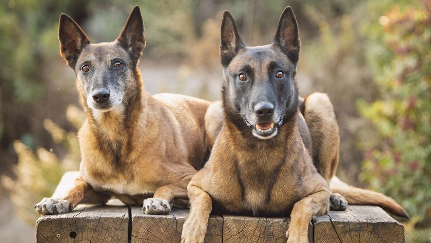 2 Belgian malinois looking alert