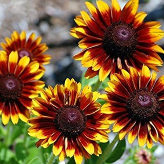 300+ Gloriosa Daisy Rudbeckia Hirta Flower Seeds, Black-Eyed Susan, Biennial, Beautiful! from USA