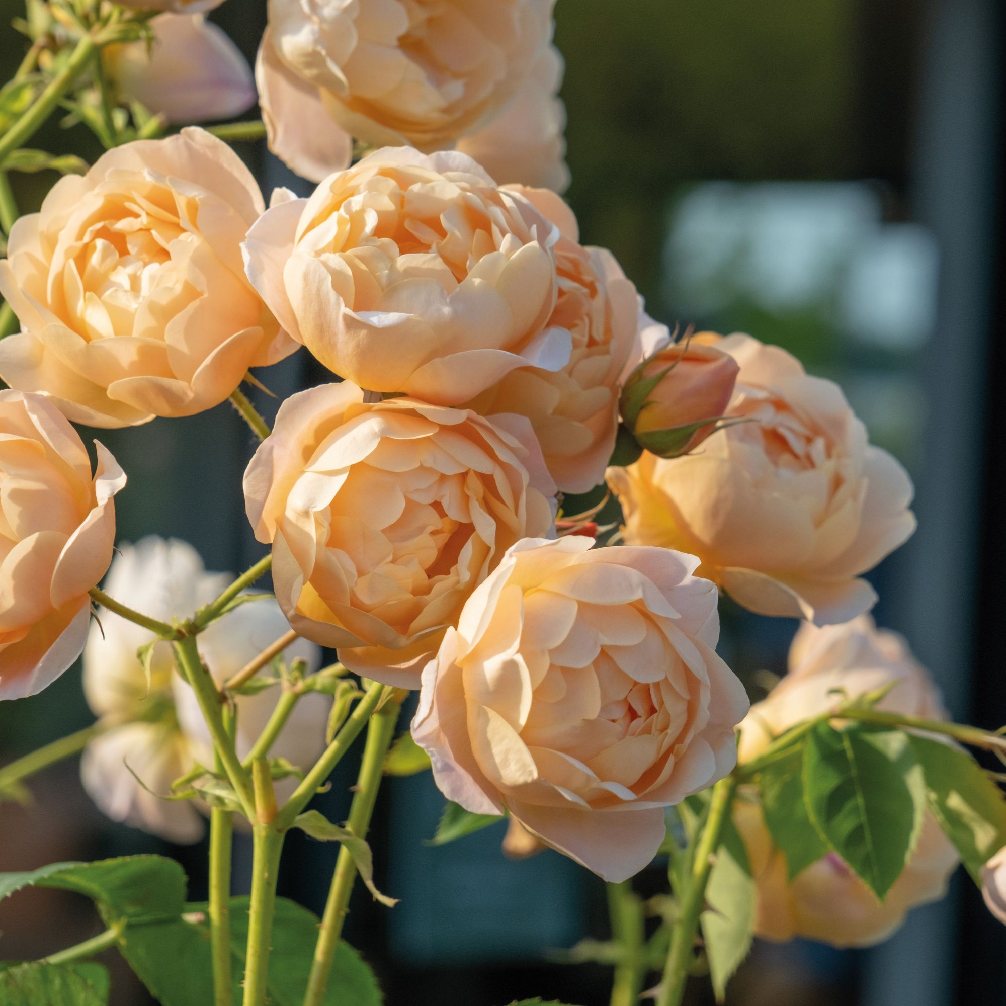 peach coloured roses