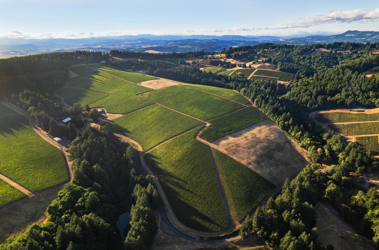 image of vineyards in the Dundee Hills