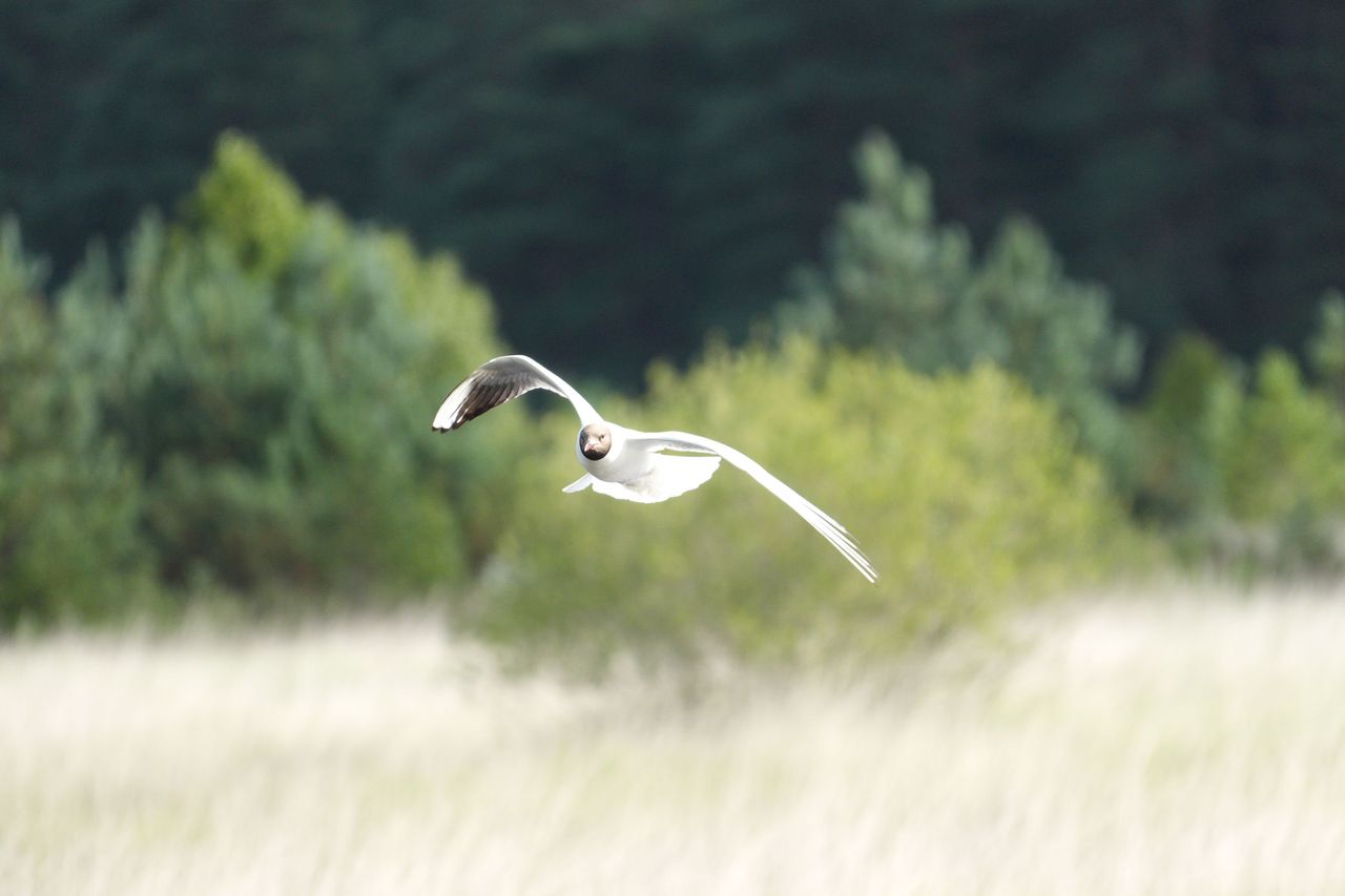 Sony RX10 V bridge camera sample gallery, a bird in flight in a nature reserve
