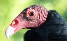 Turkey Vultures