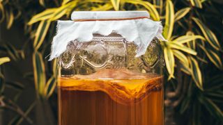 A jar of kombucha with the Scooby (bacterial layer) fermenting on the top