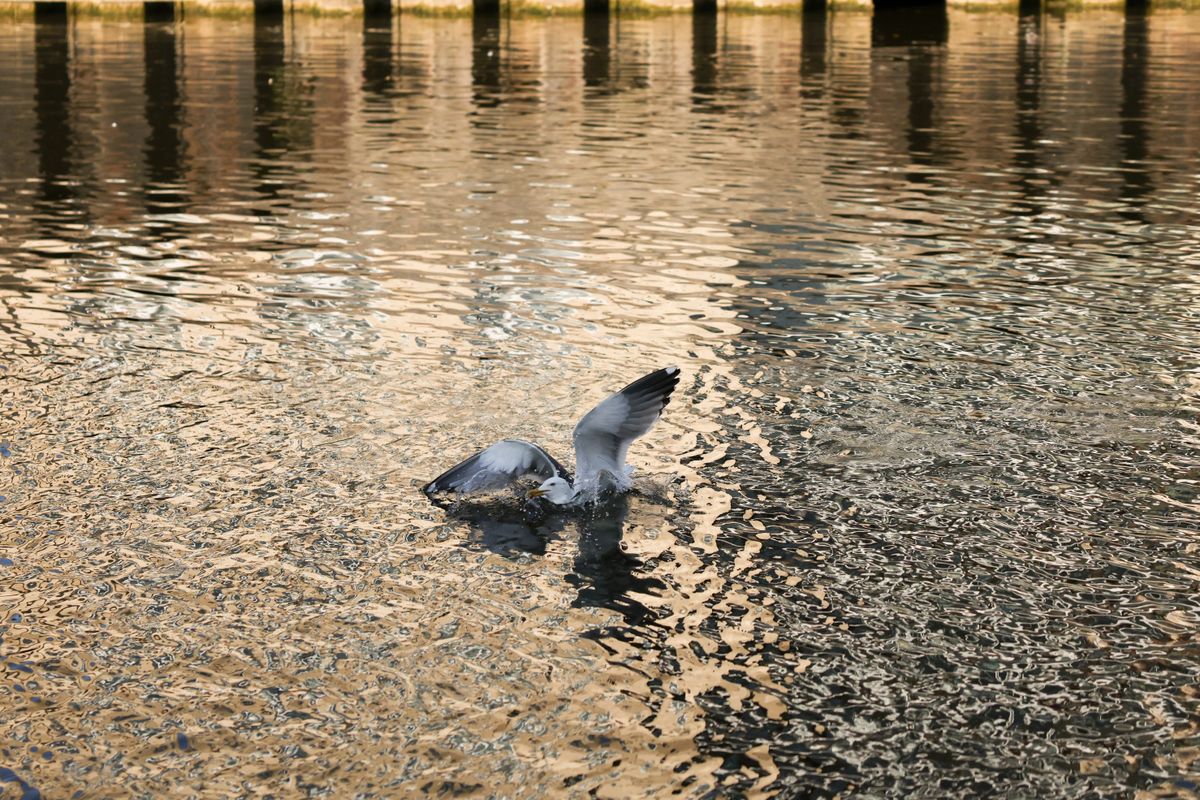 A photo of a seagull taken on a Canon EOS R5 Mark II camera.