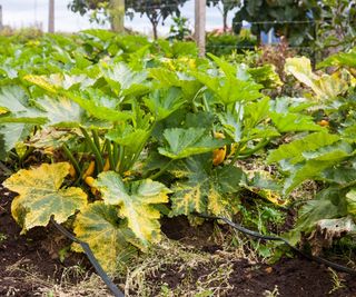 A zucchini plant with yellow leaves growing in the field