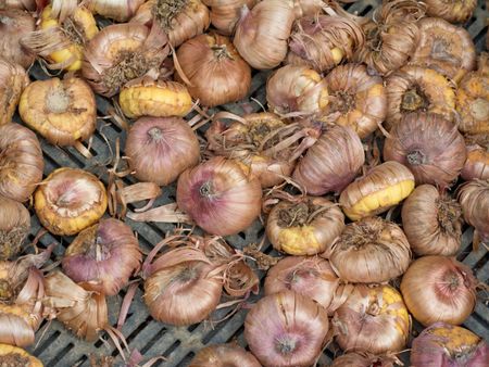 Gladiolus Scab On Corms