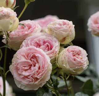 pink rose bush