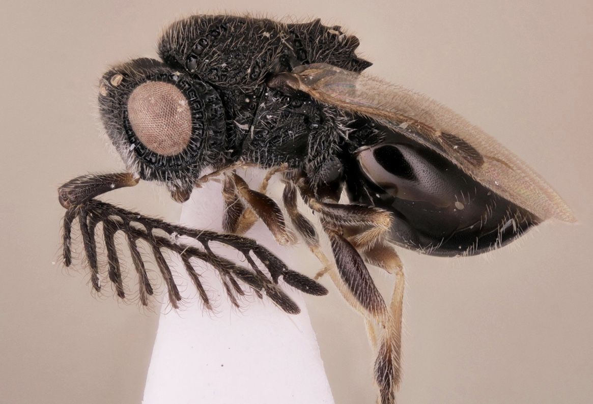 The new parasitoid wasp species, &lt;i&gt;Dendrocerus scutellaris&lt;/i&gt;, wears a saw of sorts on its back.