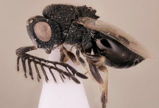 The new parasitoid wasp species, <i>Dendrocerus scutellaris</i>, wears a saw of sorts on its back.
