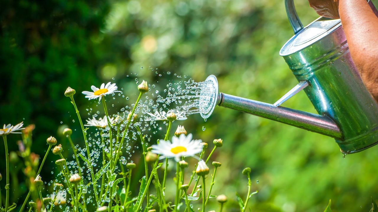 watering garden plants