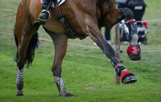 Gallloping cross-country