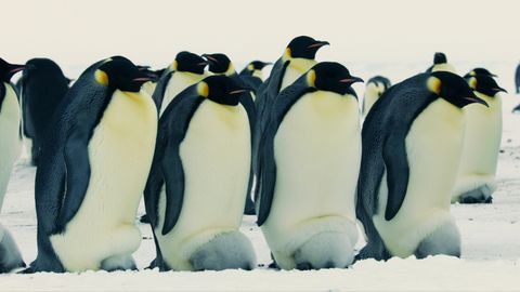 In Photos: The Emperor Penguin's Beautiful And Extreme Breeding Season ...