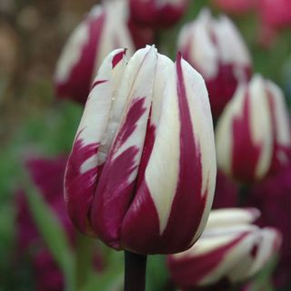 Pink and white tulips