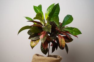 Croton plant, indoor plant in a pot