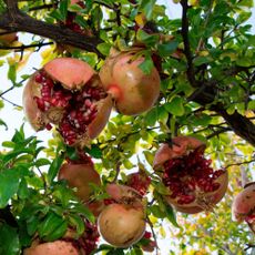 Pomegranates splitting and ripening on the branch