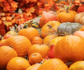 Pumpkins en masse