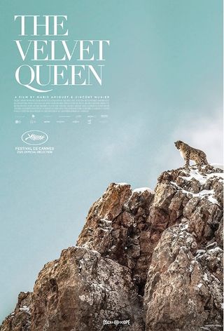 nw documentary the velvet queen focusing on the elusive snow leopard with vincent munier photographer