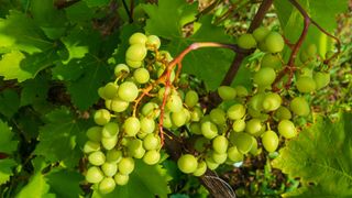 Gavi wine grapes