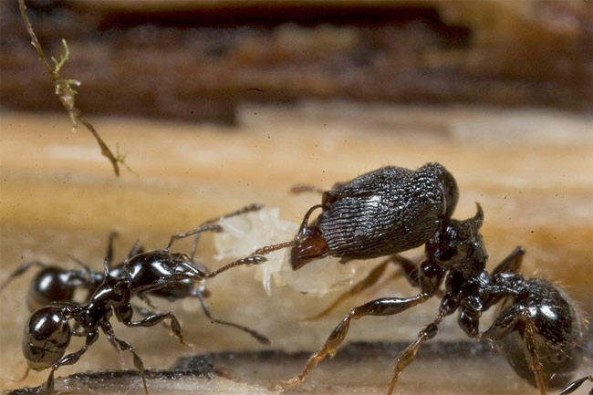 Mouthy ants