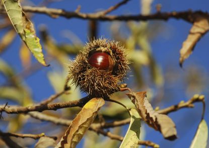 Chestnut Covered By Spiny Hulls