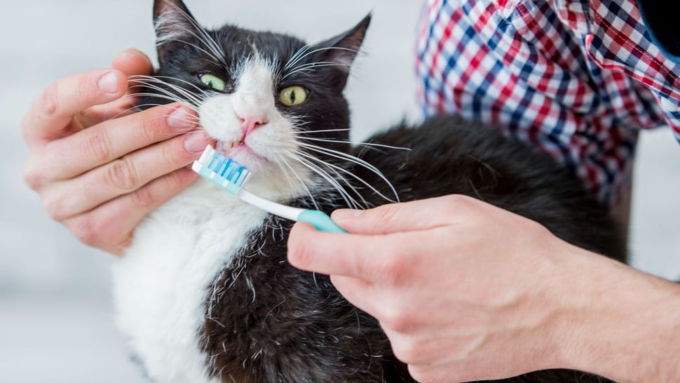 How to brush cat teeth with practical tips from a