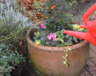 Watering a newly planted container of winter and spring bedding plants