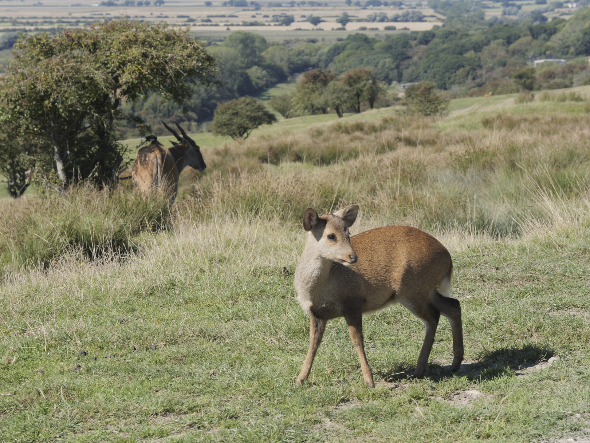 Expansive vista with wildlife in foreground on a bright sunny day shot with the Lumix G9 II and Leica 12-60mm F2.8-4 lens