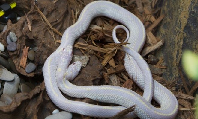 Double takes: 9 curious images of two-headed animals