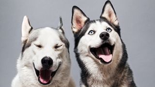 two huskies smiling