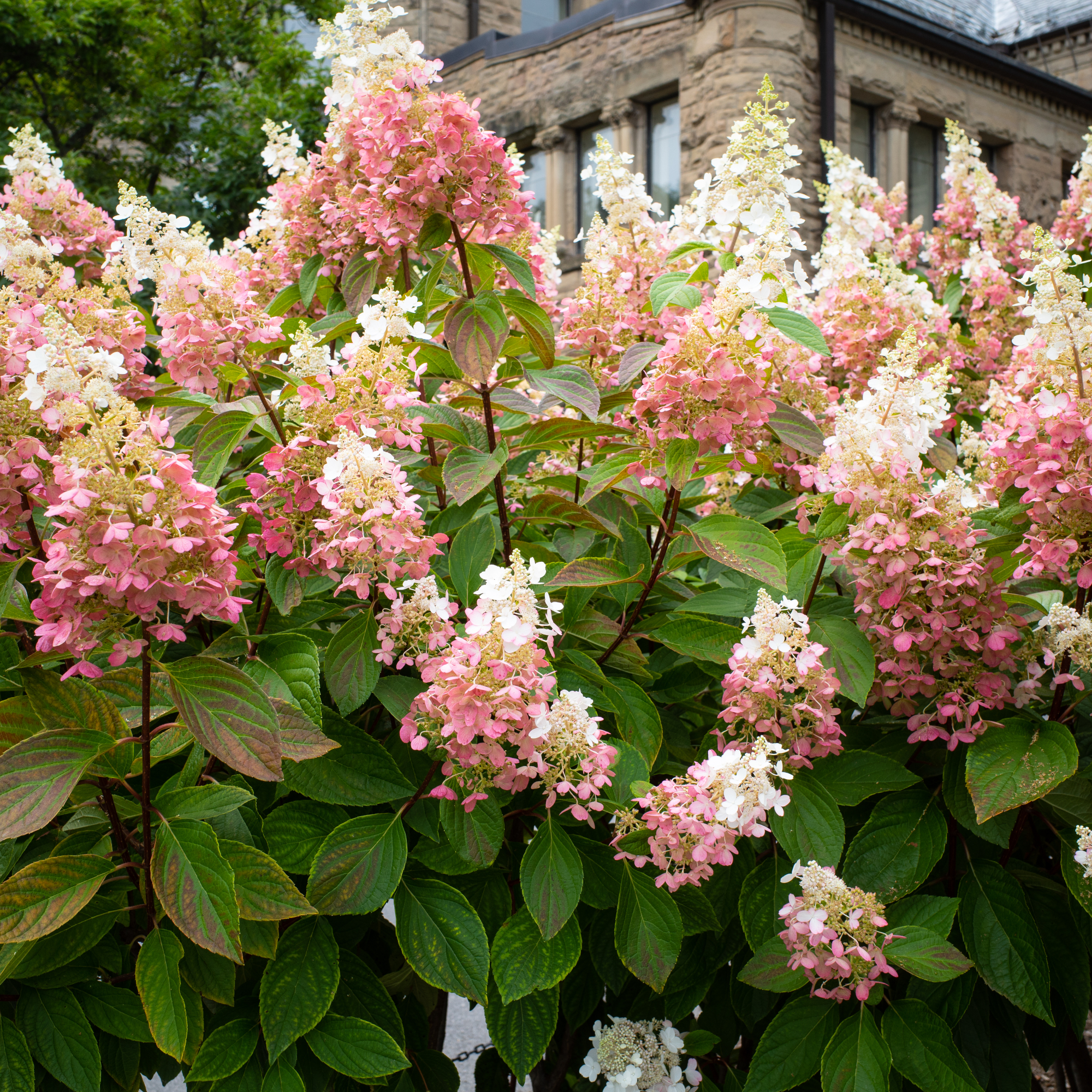 red and white panicle hydrangea