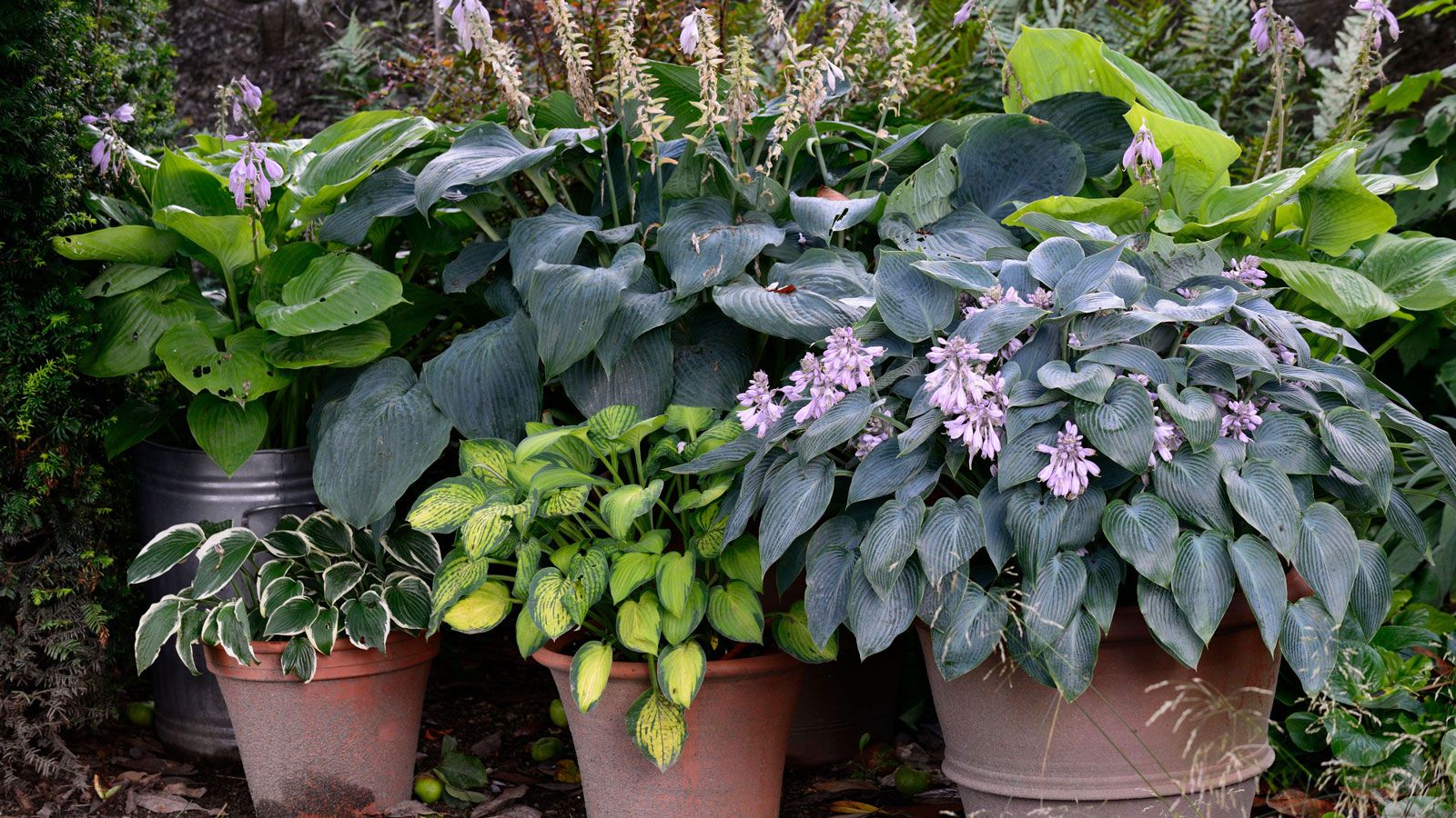 Best container plants for shade 8 options for dark spots