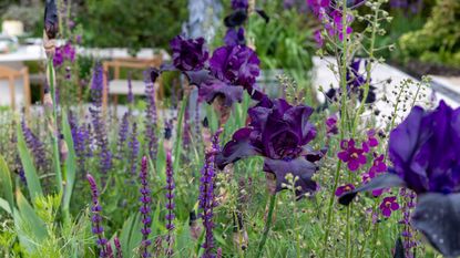 purple flower with garden furniture on patio