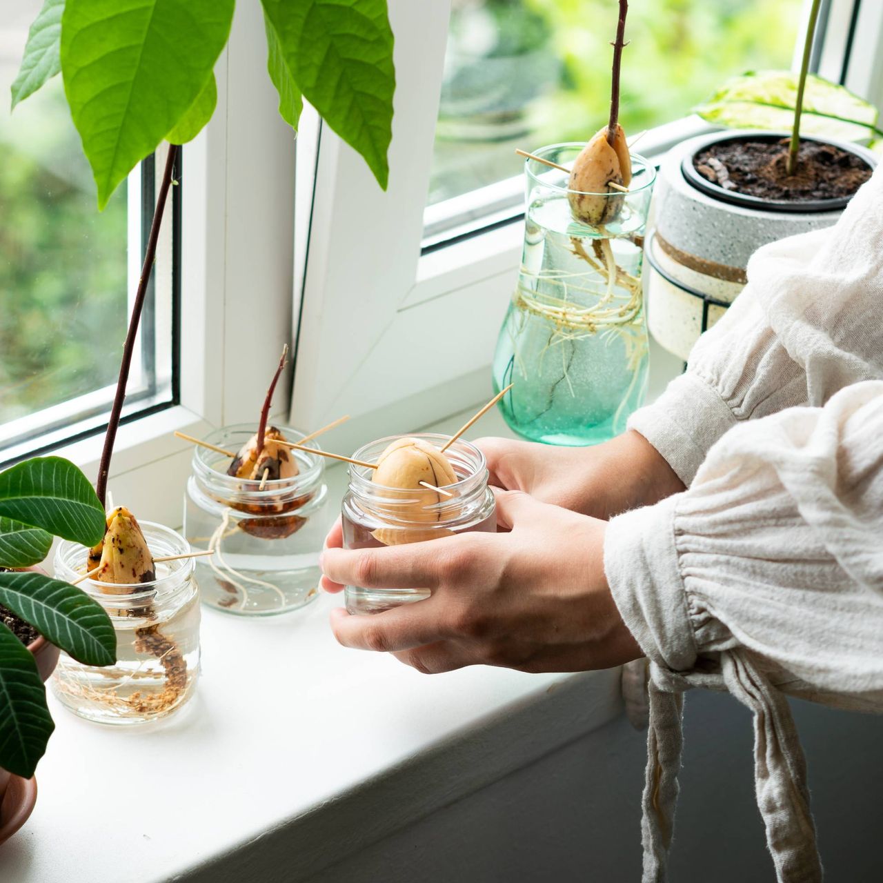 Gardener showing how to grow avocado seed on windowsill